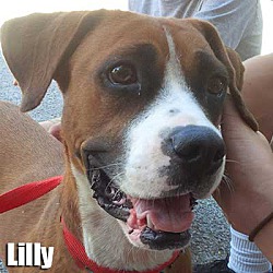 Thumbnail photo of Lilly #1