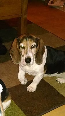 Colorado Springs Co Basset Hound Meet Rolo A Pet For Adoption