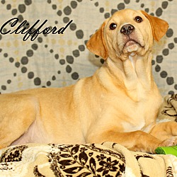 Thumbnail photo of Clifford~adopted! #3