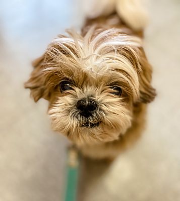 Jazzie shih tzu sales