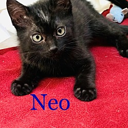 Photo of Neo