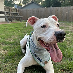 Photo of GOOSE