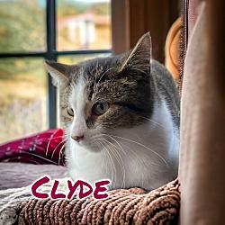 Thumbnail photo of Clyde #4