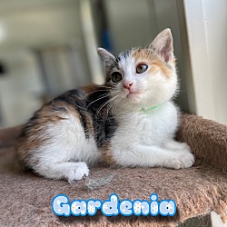 Photo of Gardenia