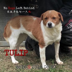 Thumbnail photo of Tulip 8516 #3