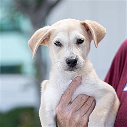 Thumbnail photo of Peoria Pup - Marshall #4