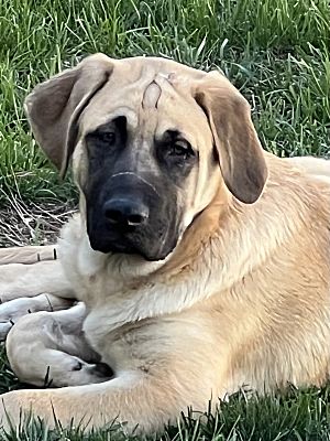 Flagstaff, AZ - Mastiff. Meet Kooper a Pet for Adoption - AdoptaPet.com