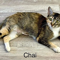 Thumbnail photo of Chai #3