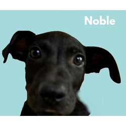 Thumbnail photo of Noble #3