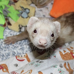 bonded pet photo