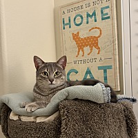 adopt a pet