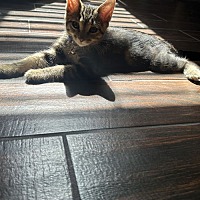 adopt a pet