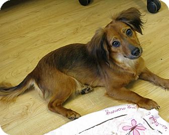 dachshund and cavalier king charles