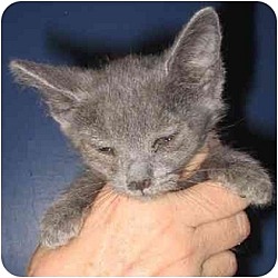 Photo of Kitten D (foster)