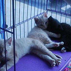 Thumbnail photo of Kittens of all colors #4