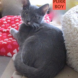 Thumbnail photo of Purr Boy-adopted 12-22-18 #4