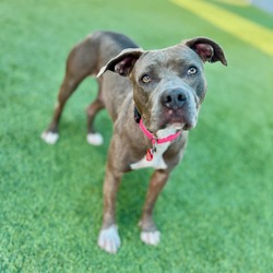 Photo of Pink-A2116678