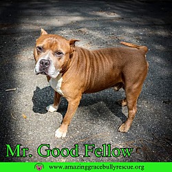 Thumbnail photo of Mr. Good Fellow #2