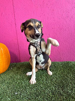 Carlsbad, CA - Australian Shepherd/German Pinscher. Meet Java a Pet for ...