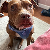 adopt a pet