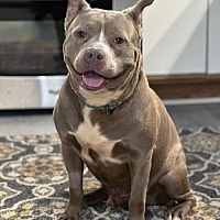 adopt a pet