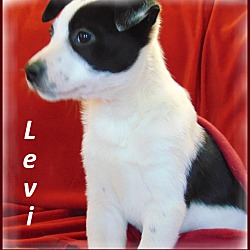 Thumbnail photo of Levi- Adoption Pending #3
