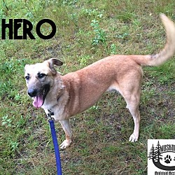 Thumbnail photo of Hero - Adopted Sept 2016 #2