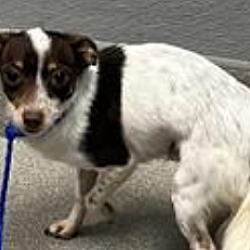 Photo of gizmo