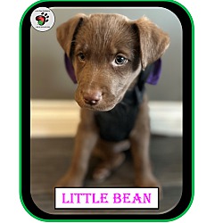 Thumbnail photo of Little Bean - Coffee Litter #1