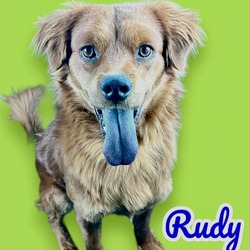 Thumbnail photo of Rudy #2