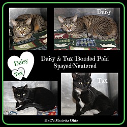 Thumbnail photo of Daisy & Tux (Spayed/Neutered) #1