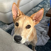 adopt a pet