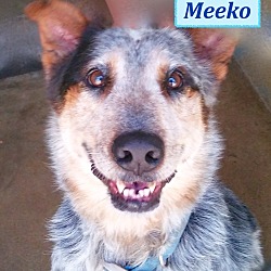 Thumbnail photo of Meeko #2