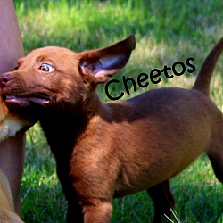 Thumbnail photo of Cheetos ~ meet me! #4