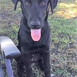 Photo of Coco (male)