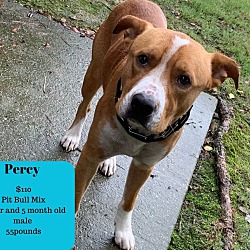 Photo of Percy