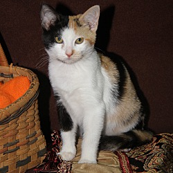 Photo of Ginny (Spayed)