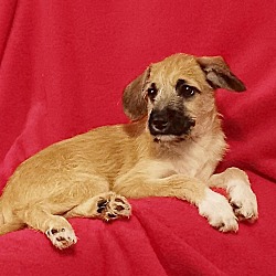 Photo of Bruno