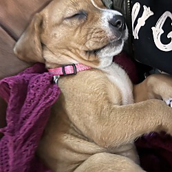 Thumbnail photo of Rosie Pup #2