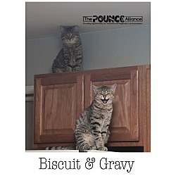 Thumbnail photo of Biscuit #1