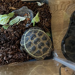 Thumbnail photo of Tortoise#4 #2