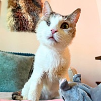 adopt a pet