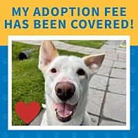 adopt a pet
