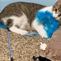 adopt a pet