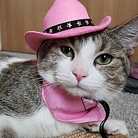 adopt a pet
