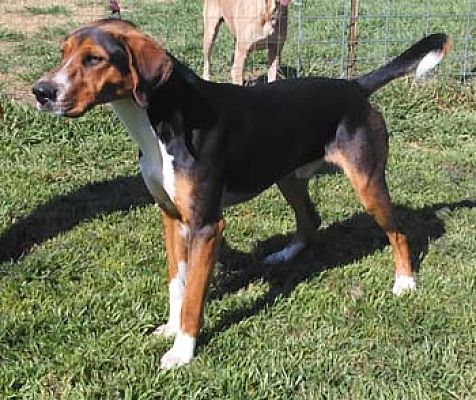 tri colored coonhound