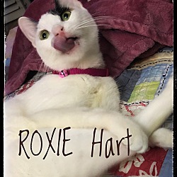 Thumbnail photo of Roxie #1