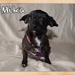 Thumbnail photo of Mika #2