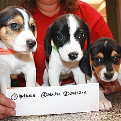 Photo of 9 beagle siblings