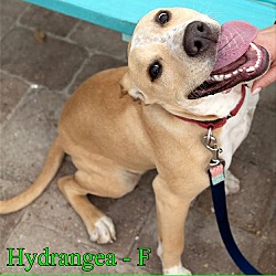 Thumbnail photo of Hydrangea #2